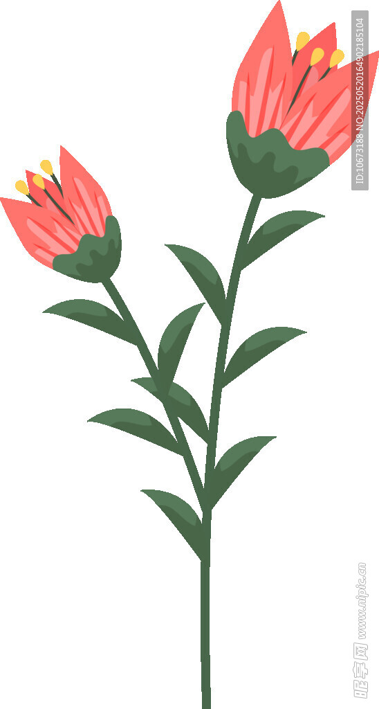 兩朵綻放的粉色花朵