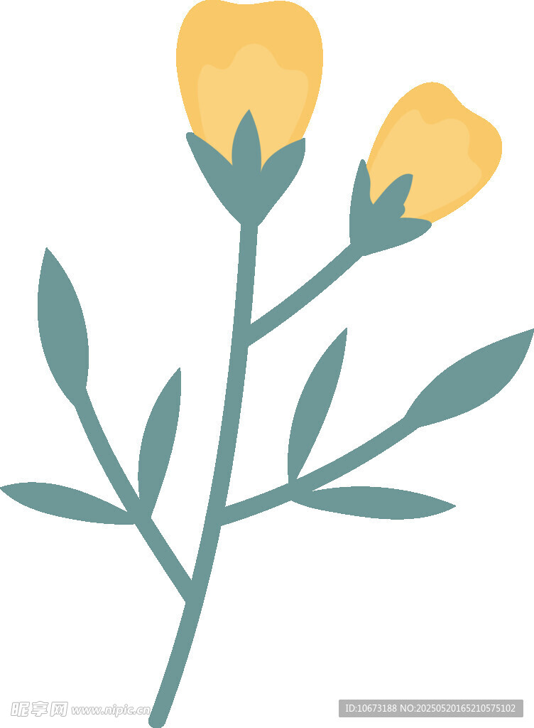 兩朵黃花插畫