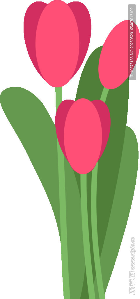 三朵粉色郁金香插畫