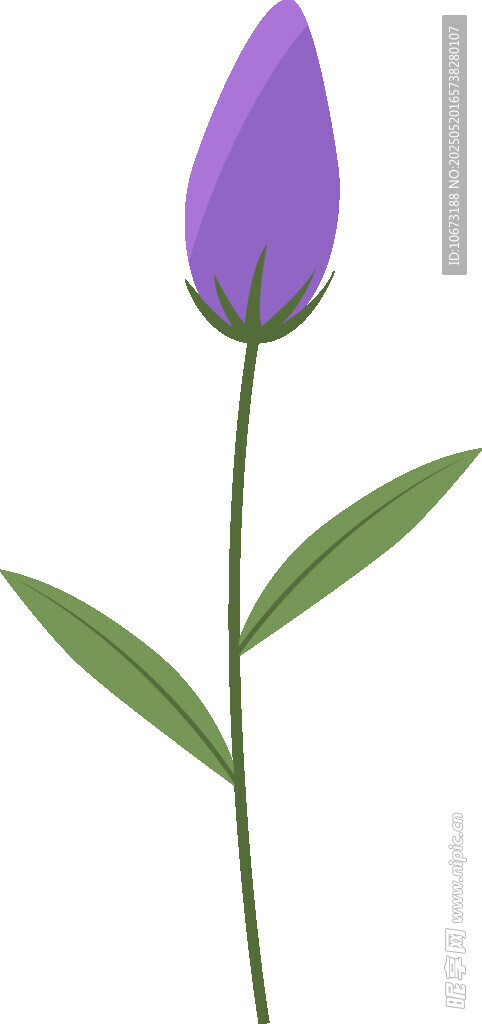 紫色花苞植物插畫