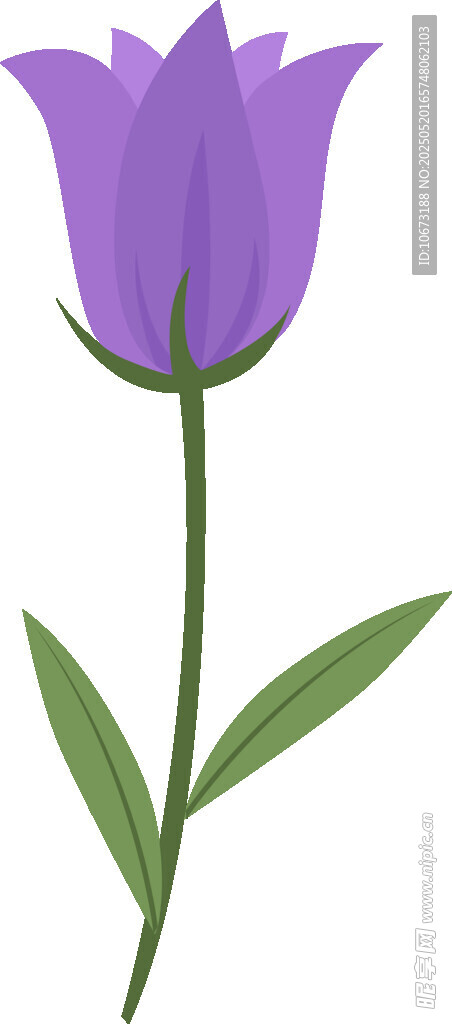 紫色風鈴花插畫