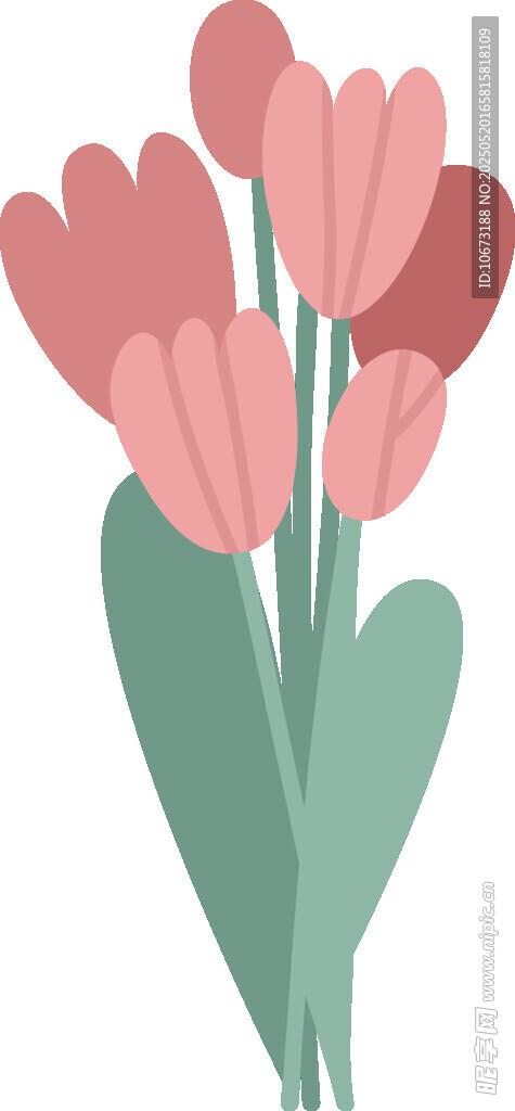 粉色郁金香插畫