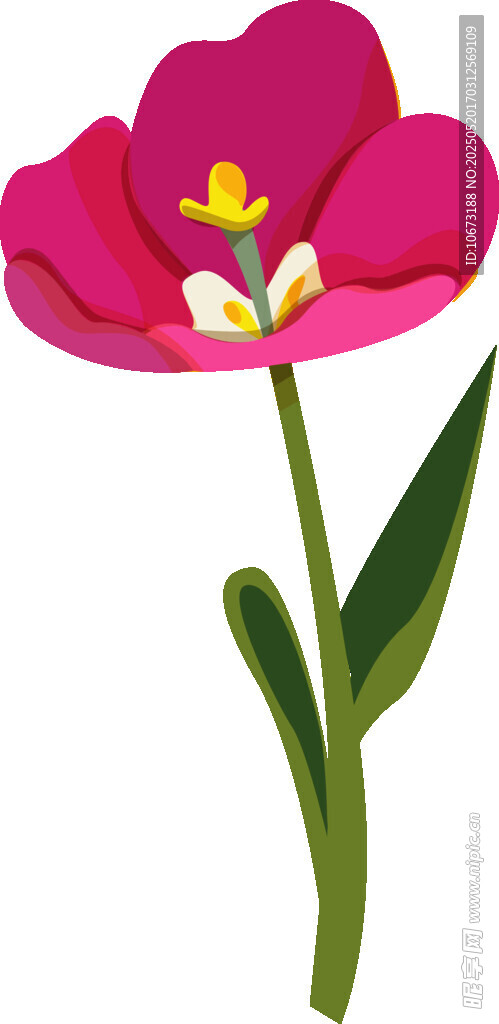 粉色郁金香插畫