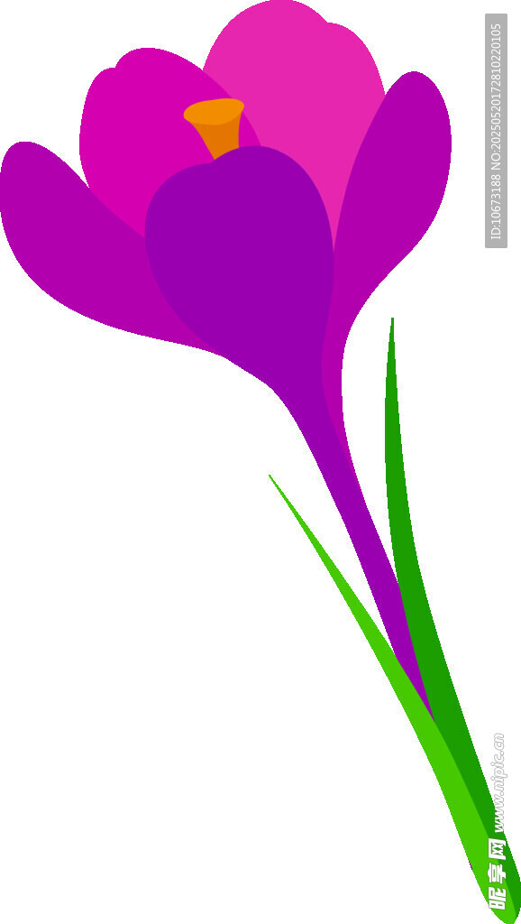 紫色番紅花插畫
