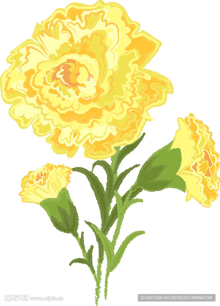 黃色康乃馨插畫