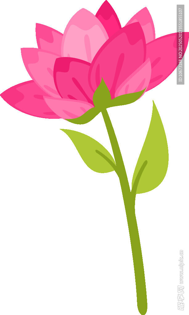 粉色蓮花插畫