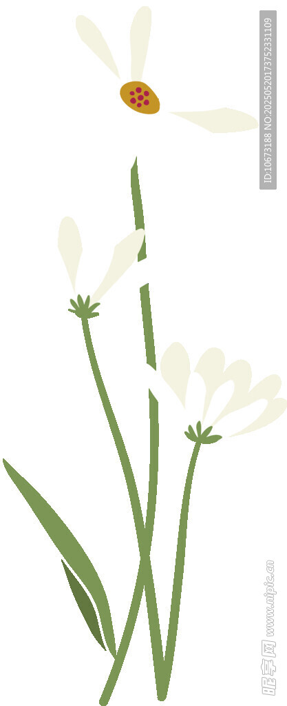 清新雛菊插畫