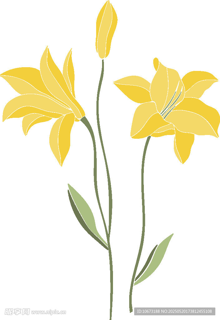 兩朵黃色百合花插畫(huà)