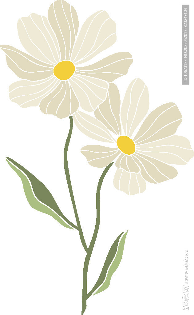 三朵雛菊插畫