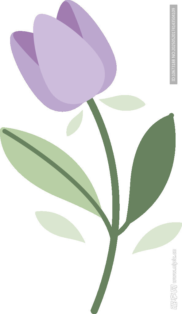 紫色郁金香插畫