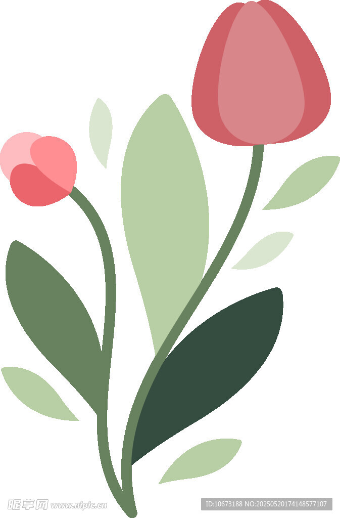 兩朵花卉插畫