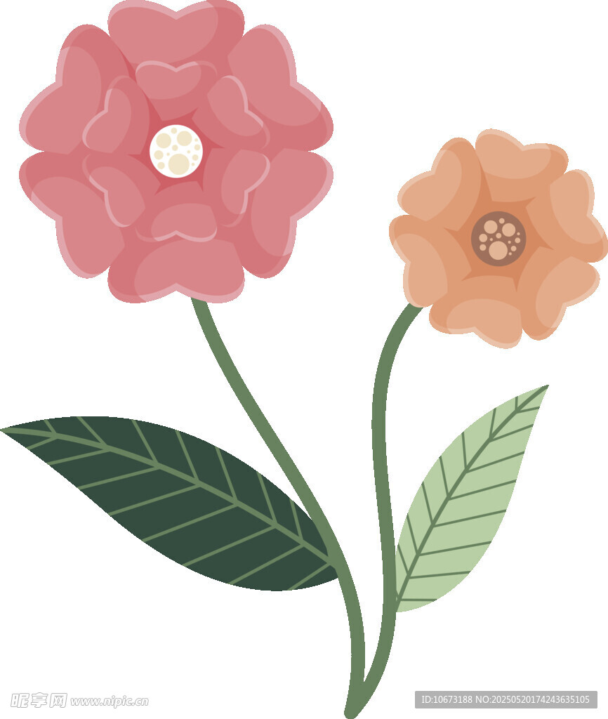 兩朵花卉插畫
