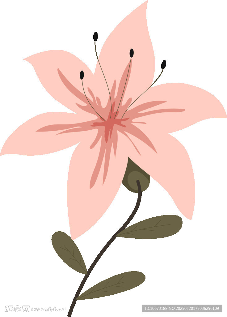 粉色百合花插畫