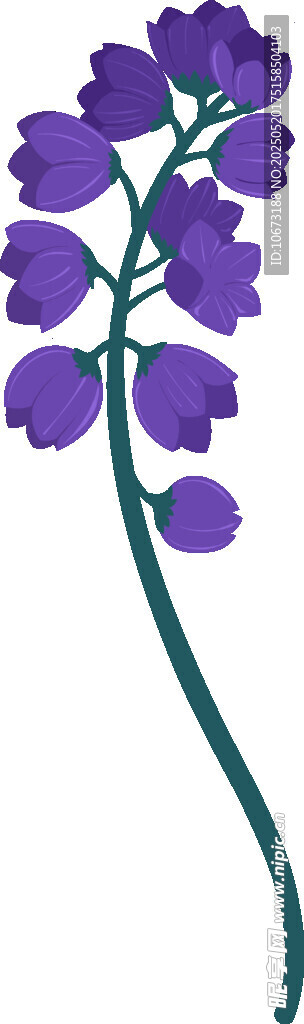 紫色鈴蘭花插畫