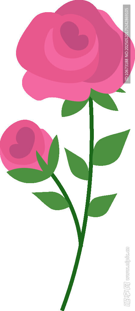 兩朵粉色玫瑰花插畫