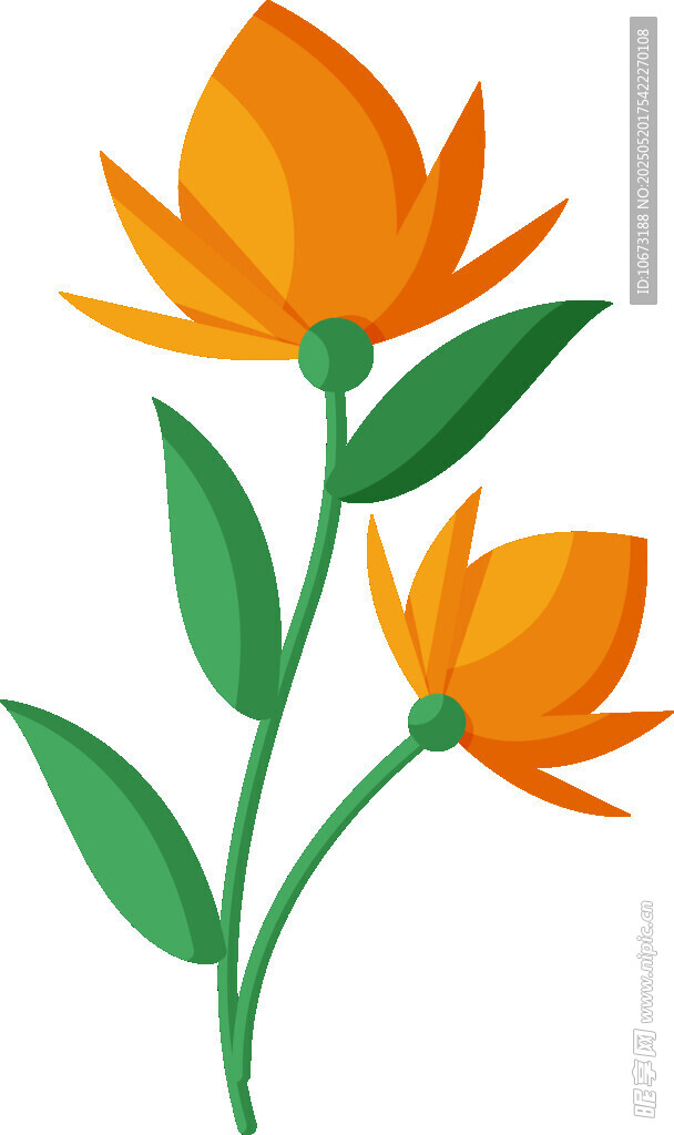 兩朵橙色花朵插畫