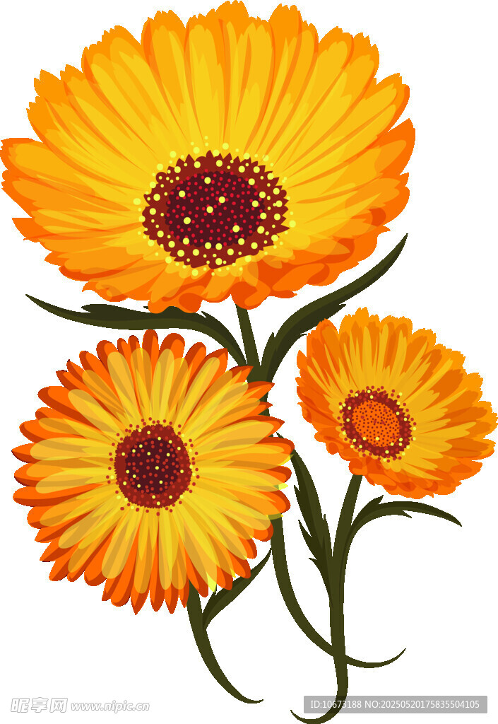 三朵金盞花插畫