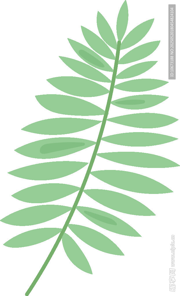 綠色羽狀葉片植物插畫