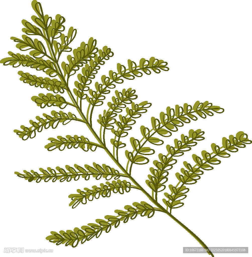 翠綠蕨類植物葉片特寫