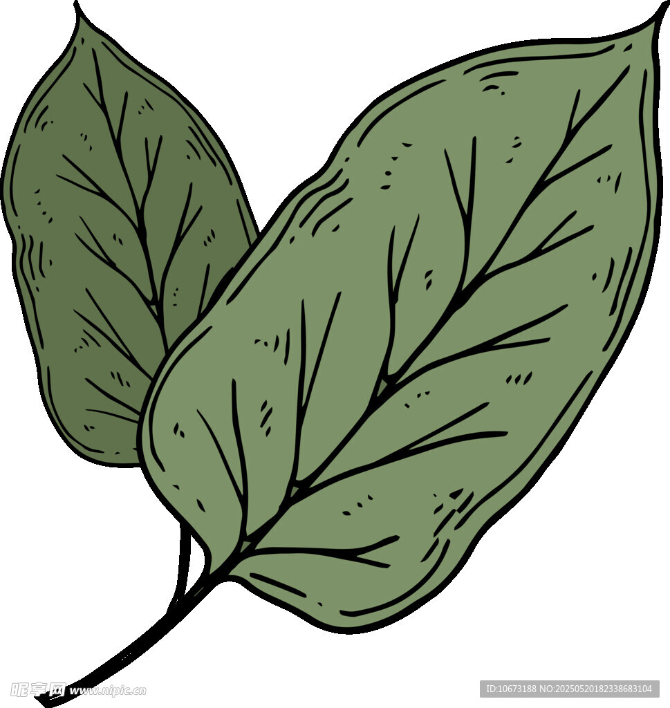 兩片綠葉插畫