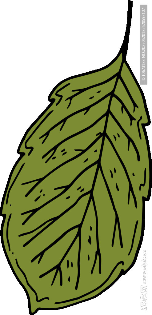 手繪綠色葉片插畫