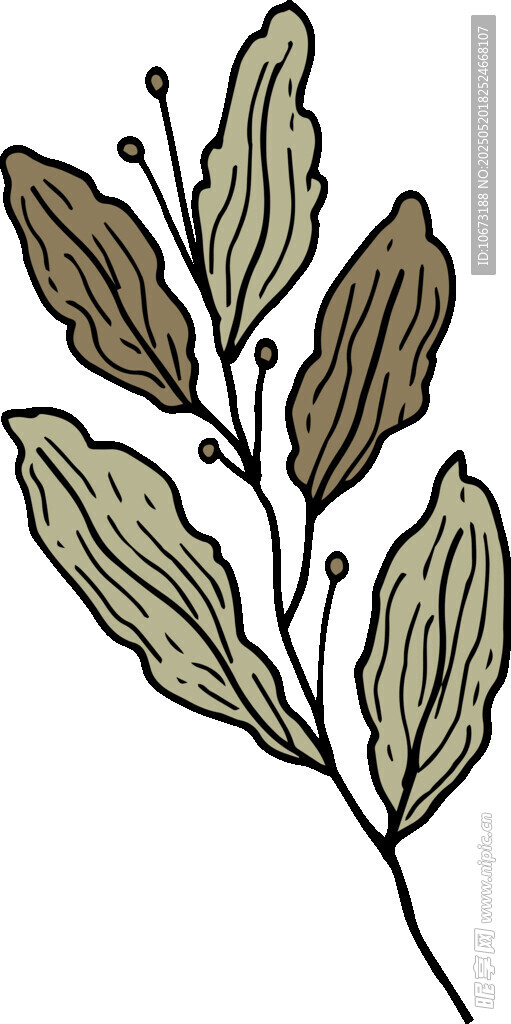 手繪植物枝葉插畫