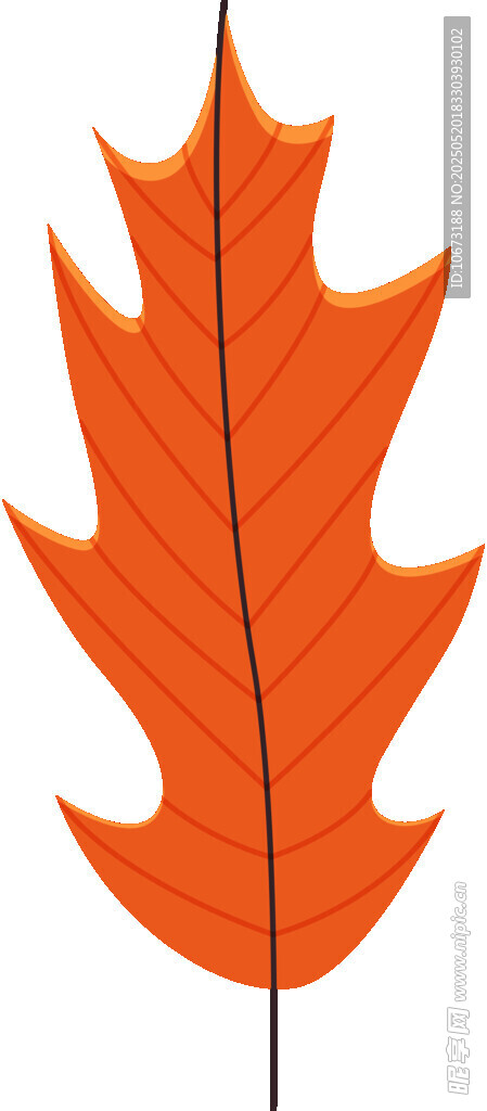 橙紅色楓葉插畫