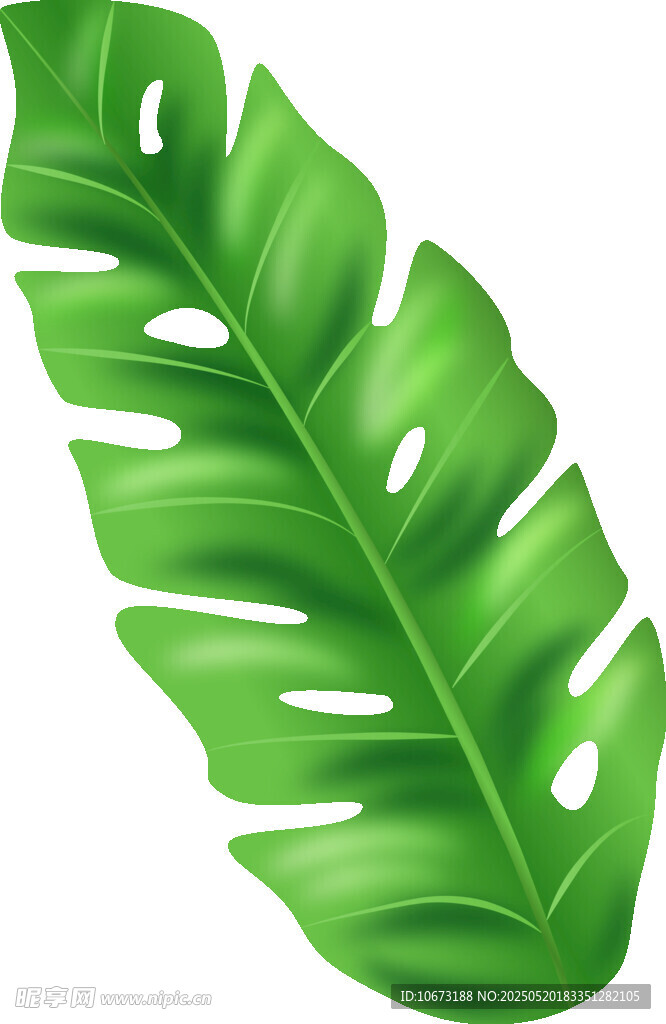翠綠龜背竹葉插畫