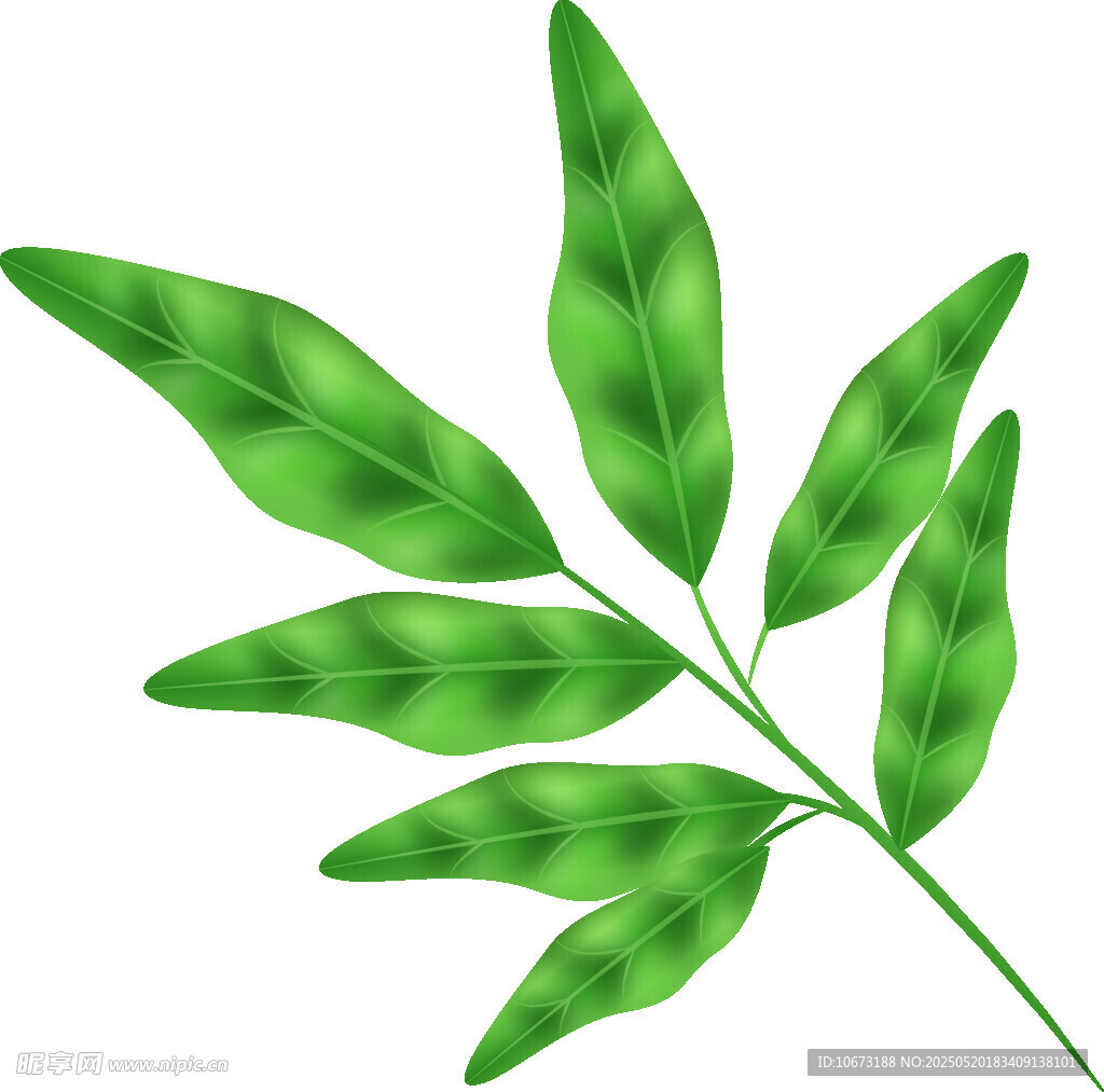 翠綠葉片插畫