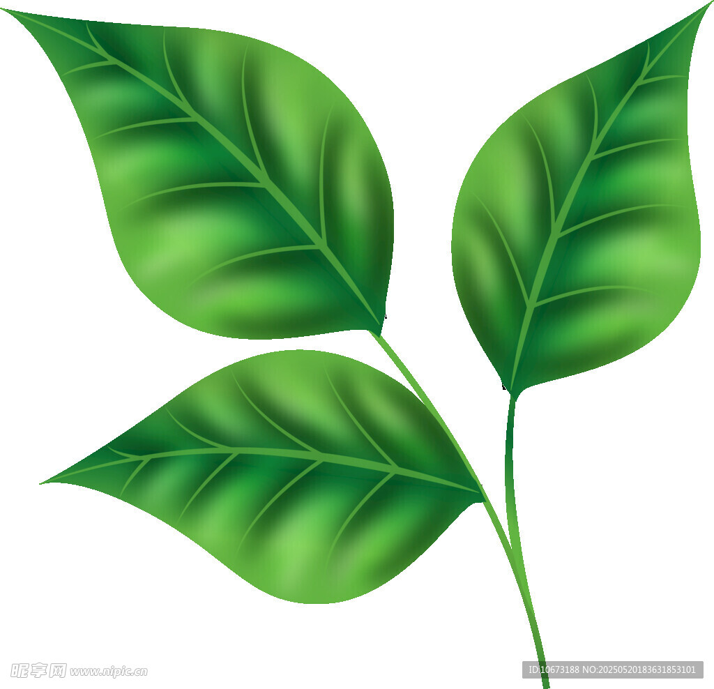 三片翠綠葉片插畫