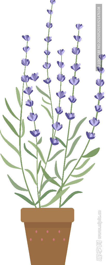 盆栽薰衣草插畫(huà)