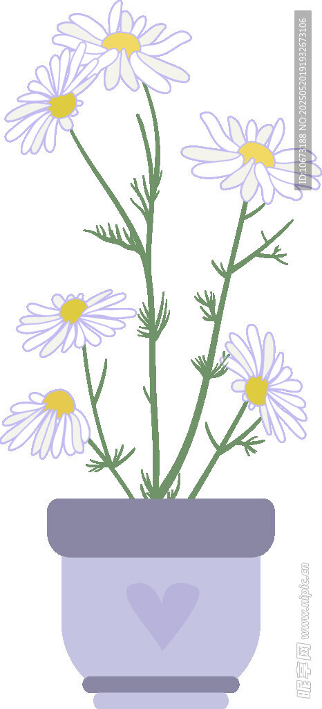 紫色花盆中的清新小雛菊