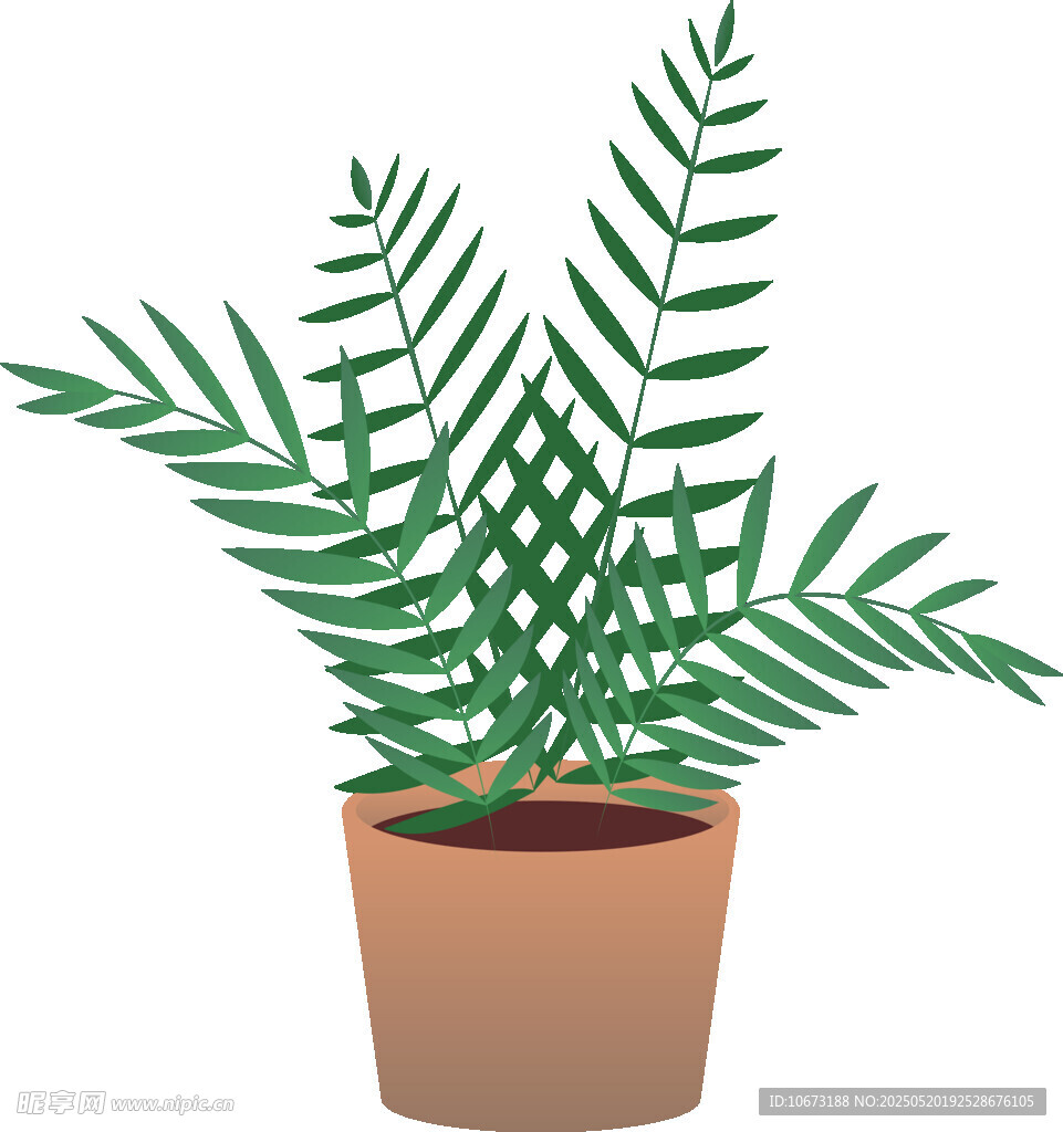 盆栽蕨類植物
