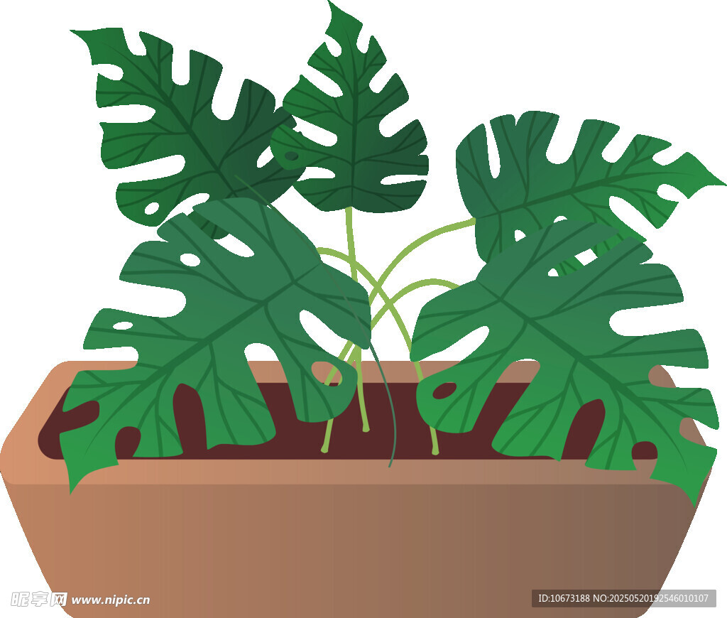 盆栽龜背竹植物插畫