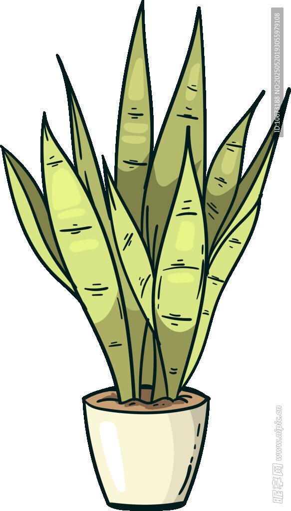 盆栽虎皮蘭插畫