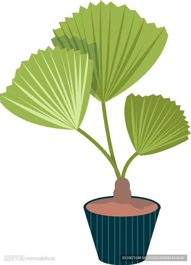 盆栽扇葉植物清新可愛