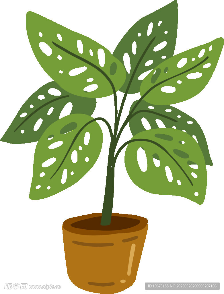 盆栽龜背竹插畫