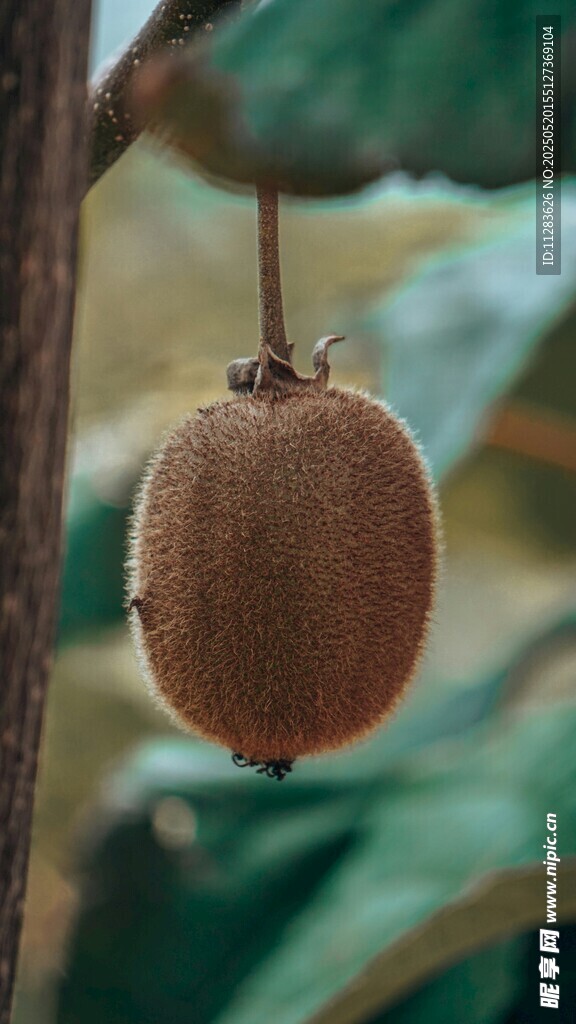 懸掛的新鮮獼猴桃