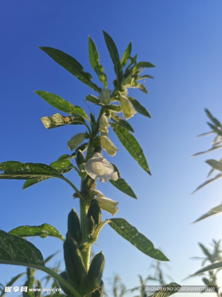 藍天映襯下的綠色植物