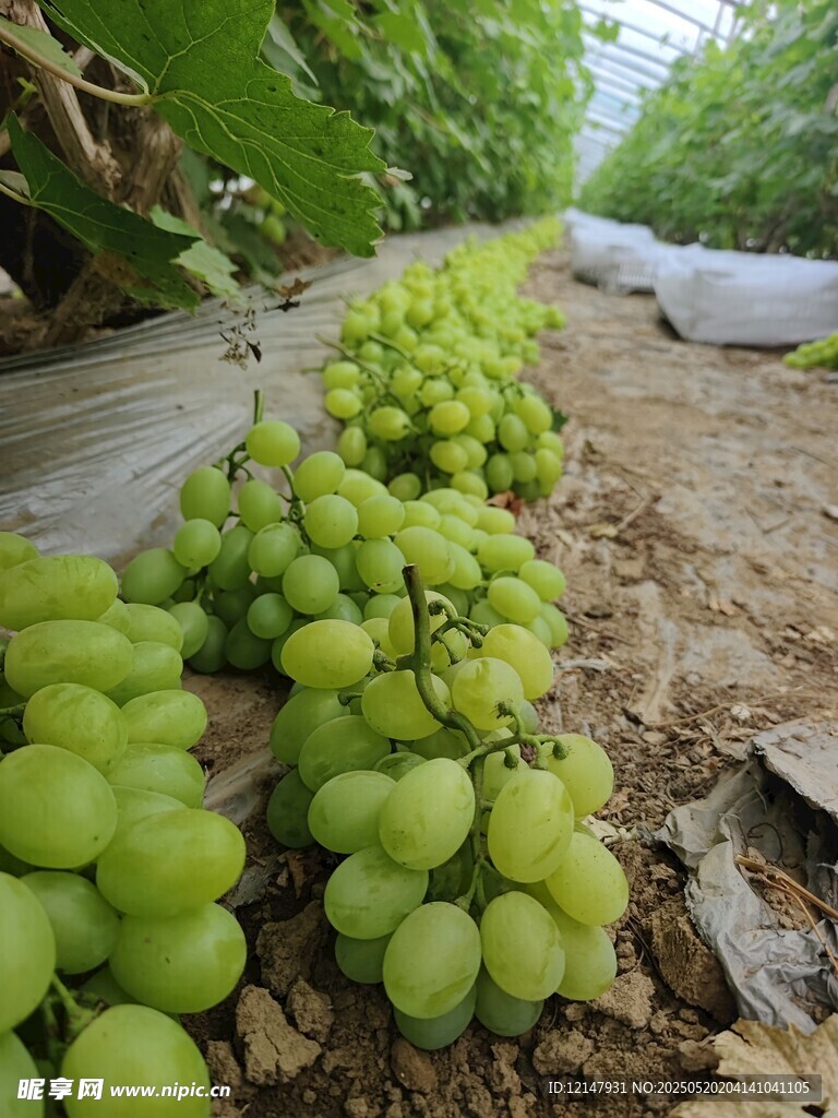 葡萄園里的青葡萄串