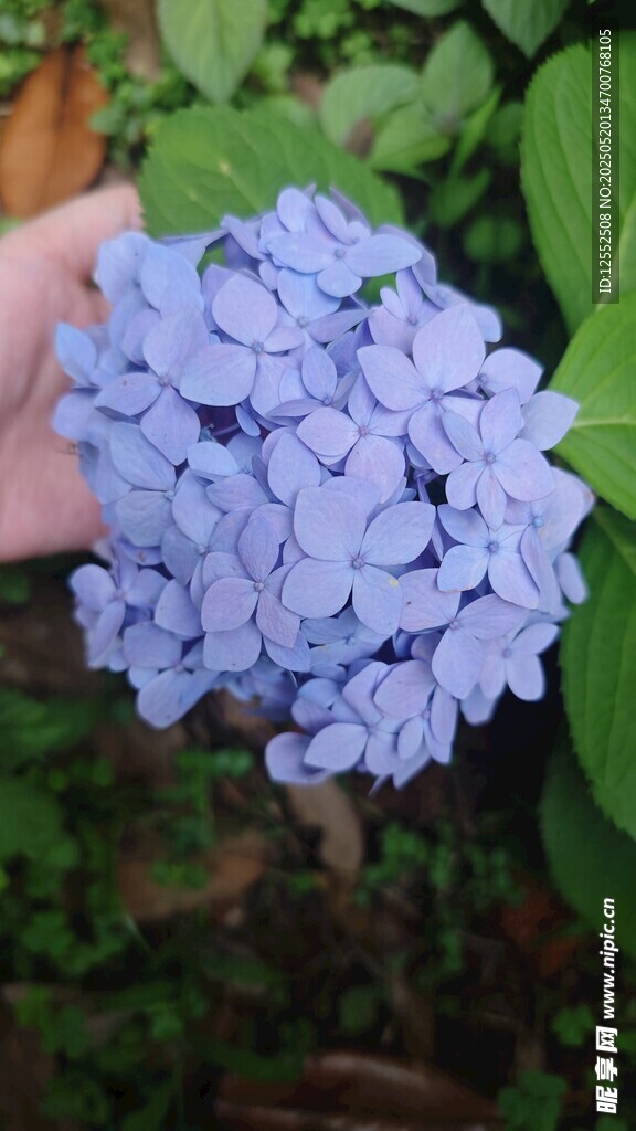 手捧藍繡球花