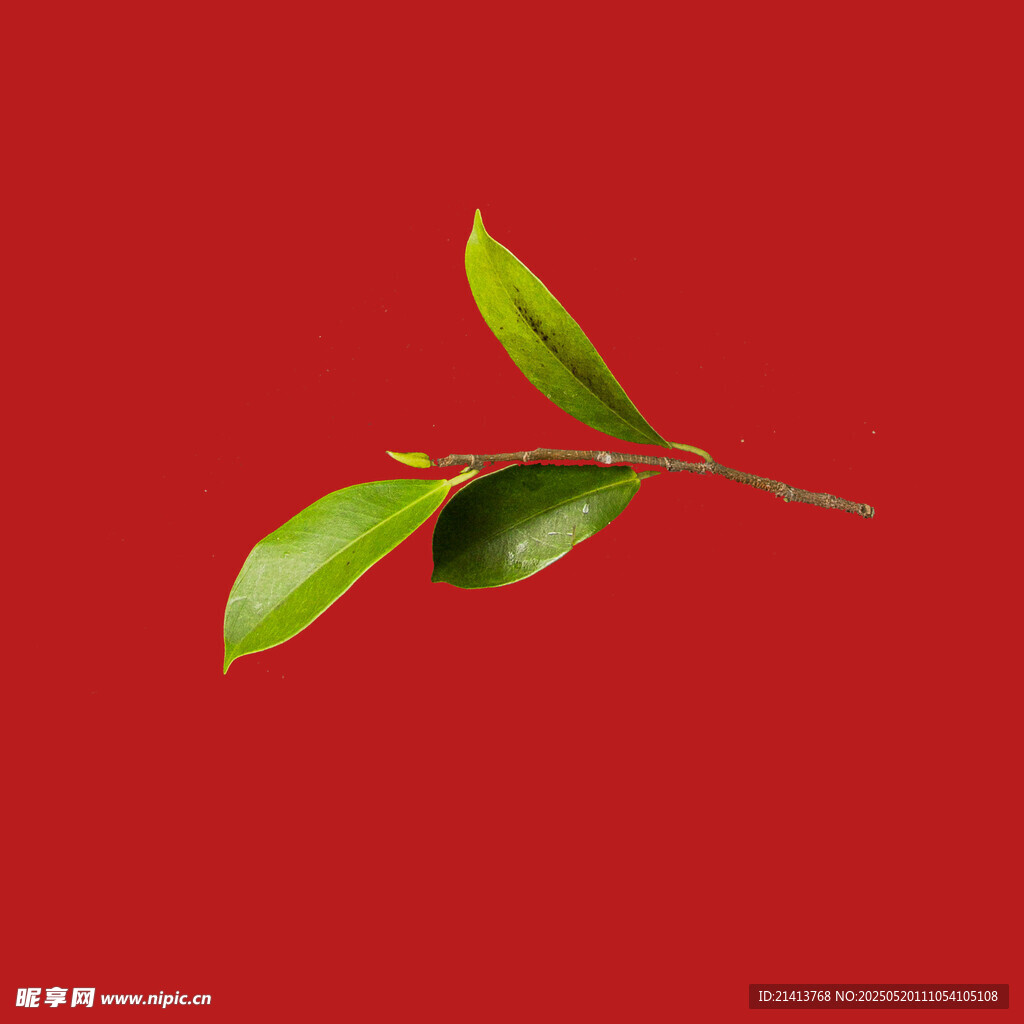 紅底綠葉