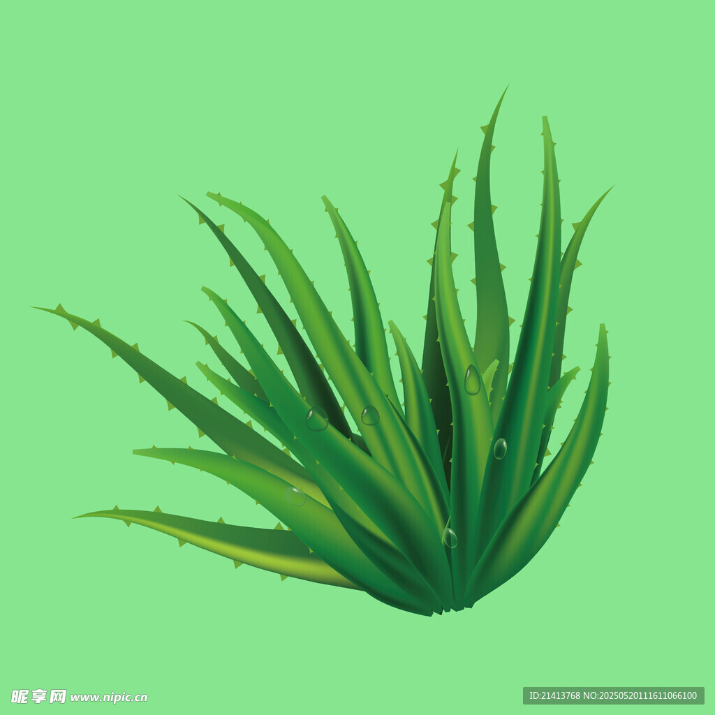 翠綠蘆薈插畫