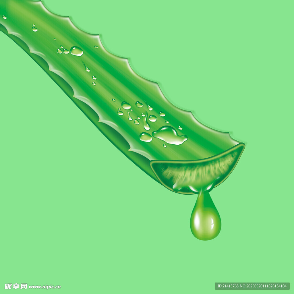 翠綠蘆薈滴下晶瑩汁液