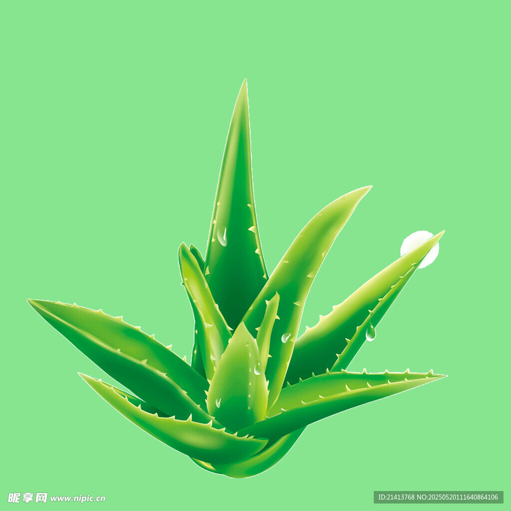 翠綠蘆薈植物