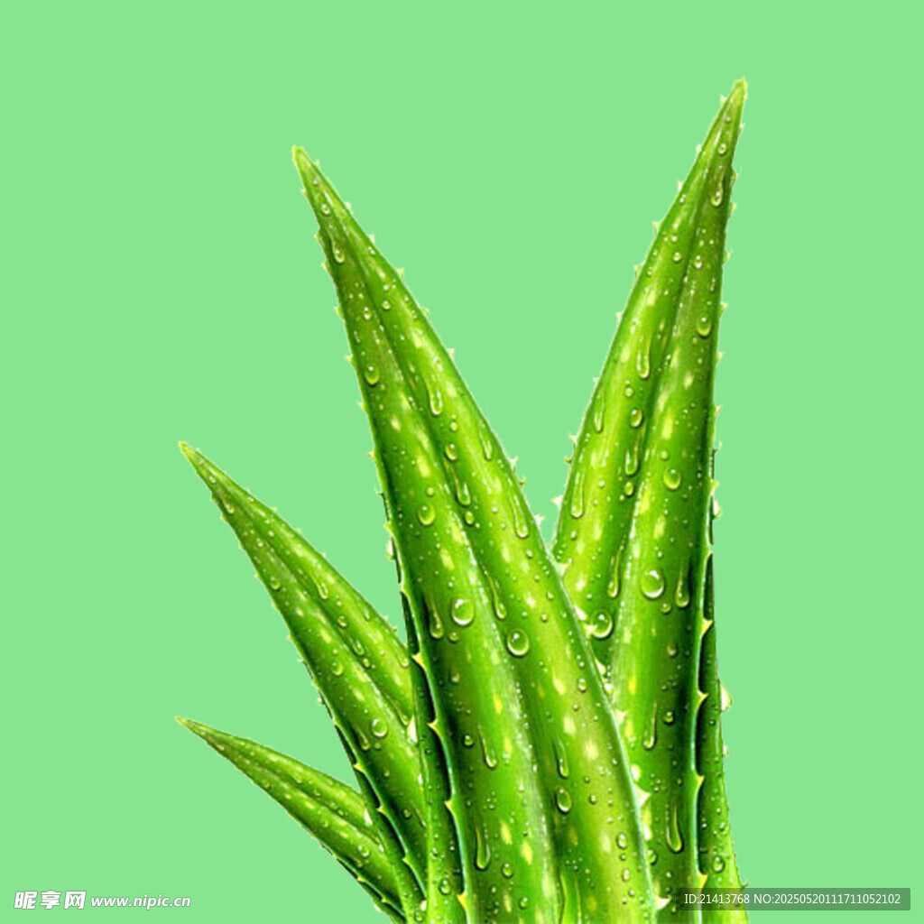 翠綠蘆薈葉片