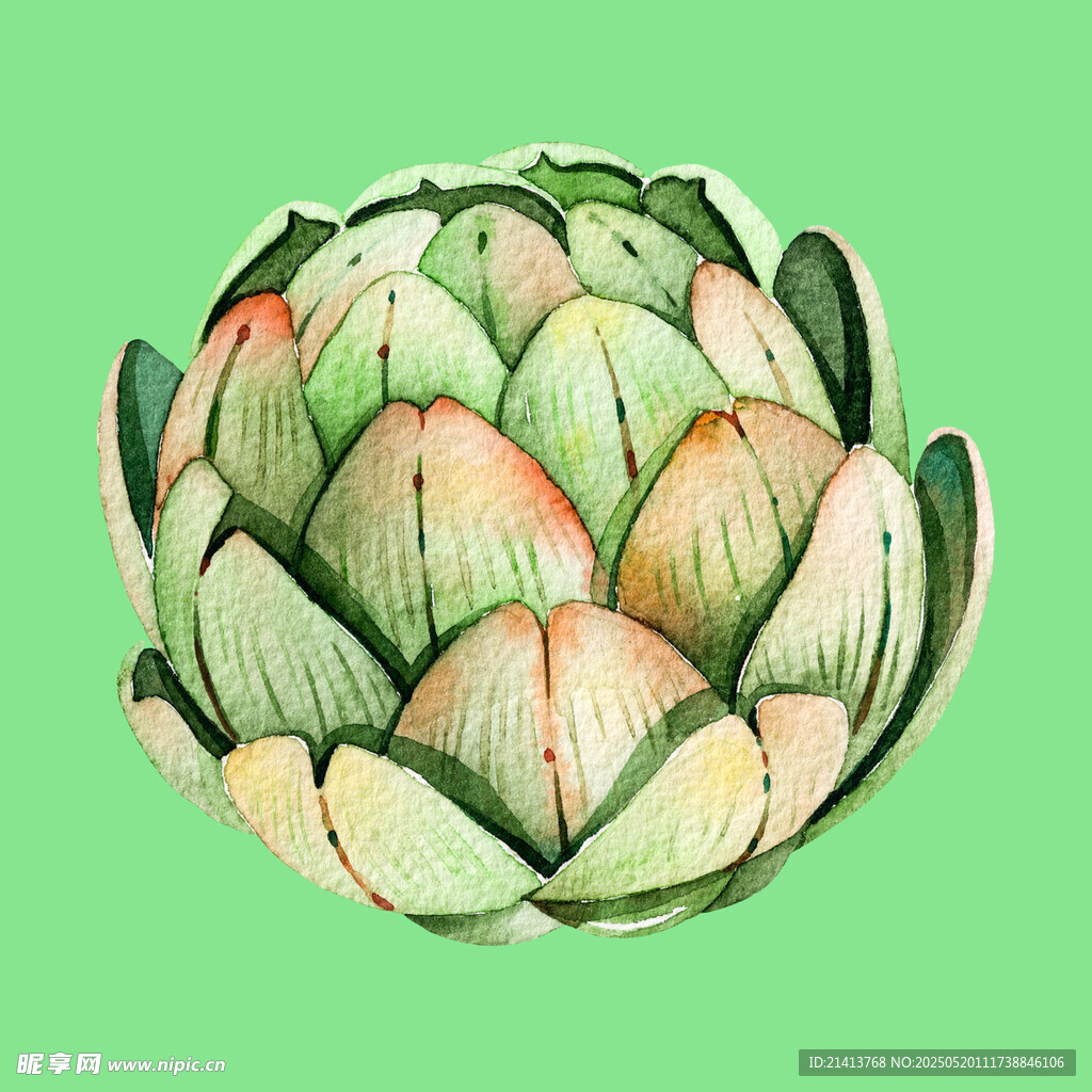 手繪洋薊插畫