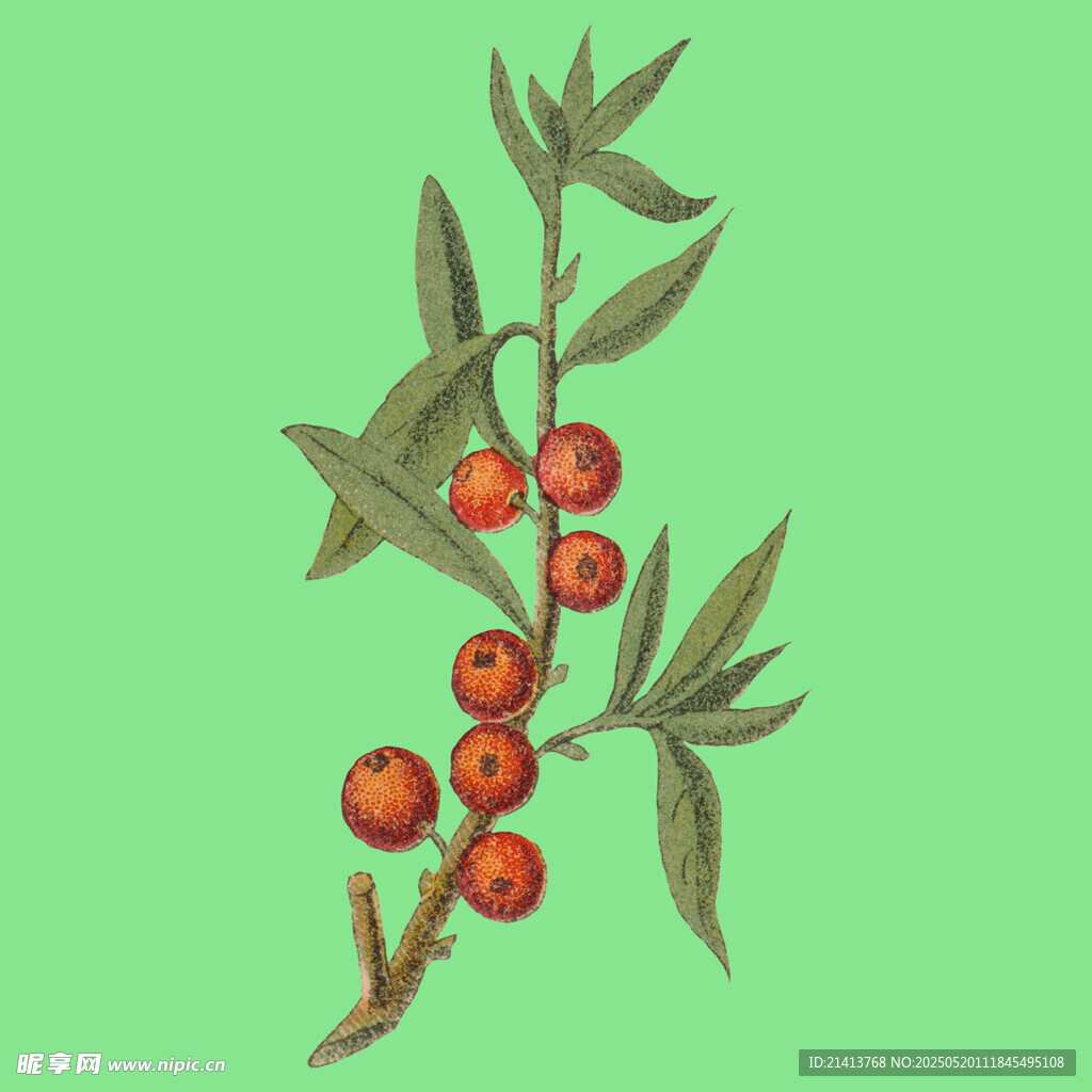 枝頭紅果綠葉