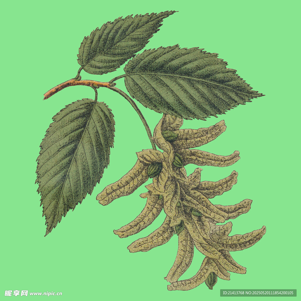 桑樹枝葉與果穗插畫