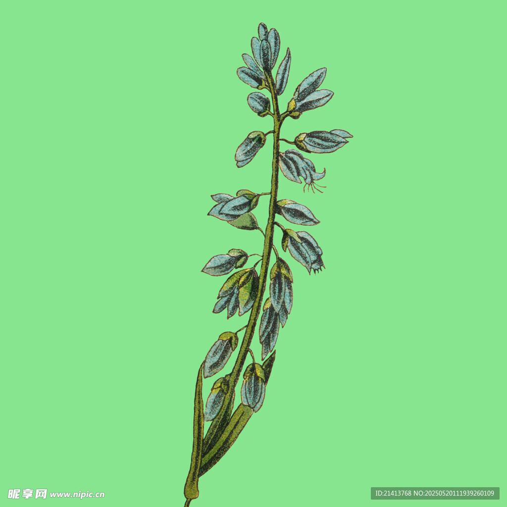 紫色穗狀花朵特寫